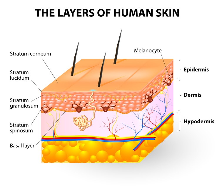 Neonatal Layers of skin